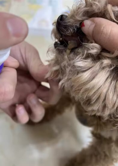 Customer photo review of Spray Dental Para Perros y Gatos