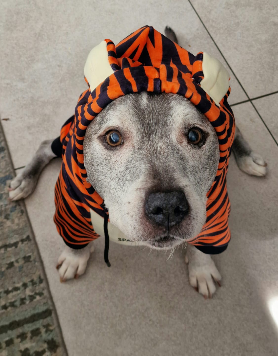Customer photo review of Halloween Dog Hoodie - Tiger