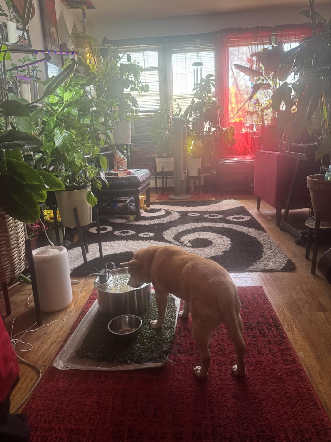 Customer photo review of Doggy FreshFlow™ Healthy Hydration 1