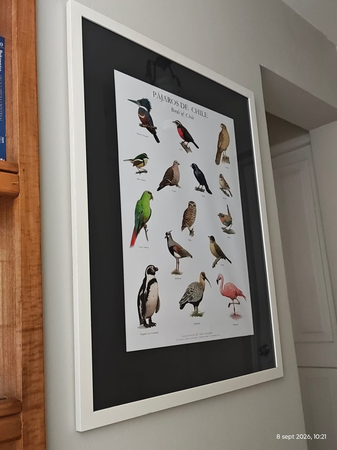 Customer photo review of Poster - Lámina - Afiche 15 pájaros de Chile