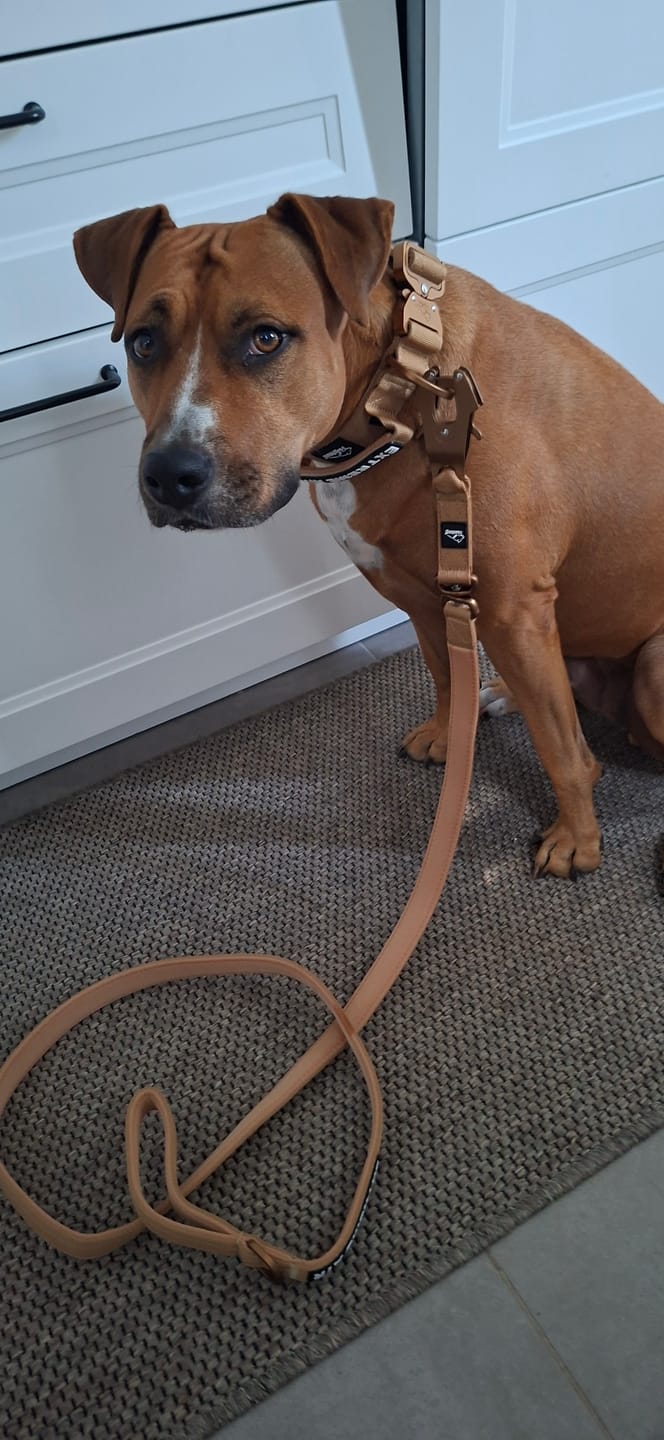 Customer photo review of Extreme Air Set Desert Beige - Lätt och slitstarkt hundset