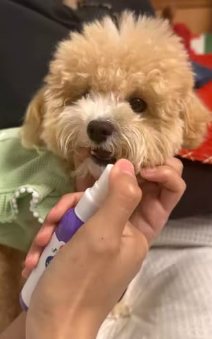 Customer photo review of Spray Dental Para Perros y Gatos