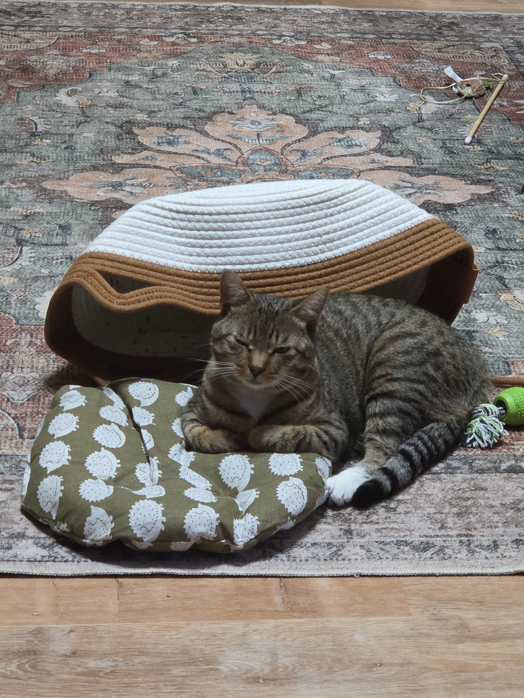 Customer photo review of Instinct Basket | Meet the first research-backed natural territory for indoor cats