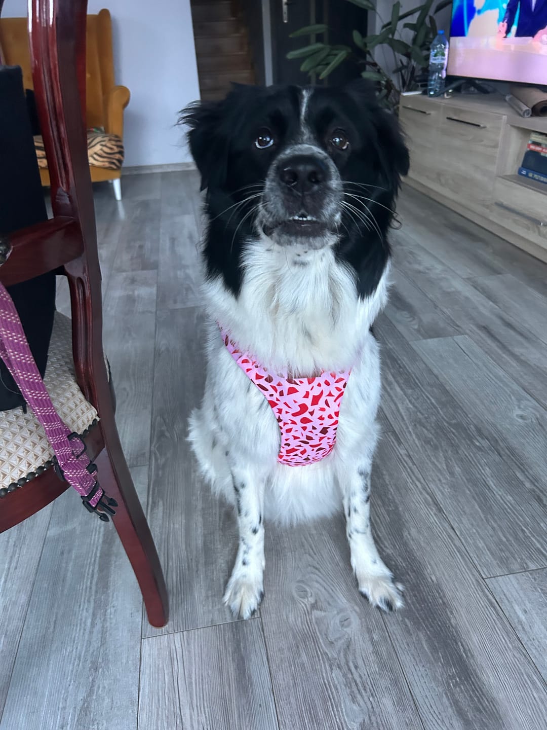 Customer photo review of Szelki bezuciskowe "Pink Terrazzo" - czarne okucia