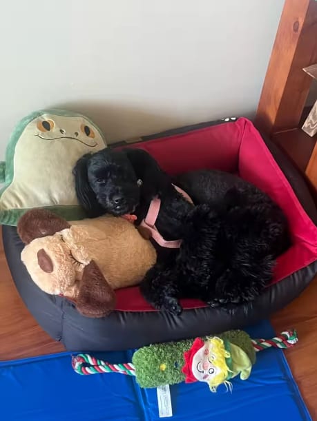 Customer photo review of Peluche con Latido para Perros