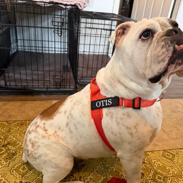 Customer photo review of DOGSPOKE™ RestEasy No Pull Dog Harness