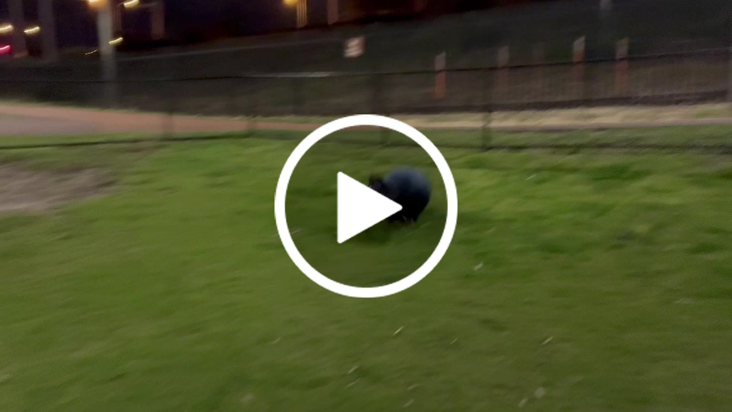 Customer video review of Herding Ball