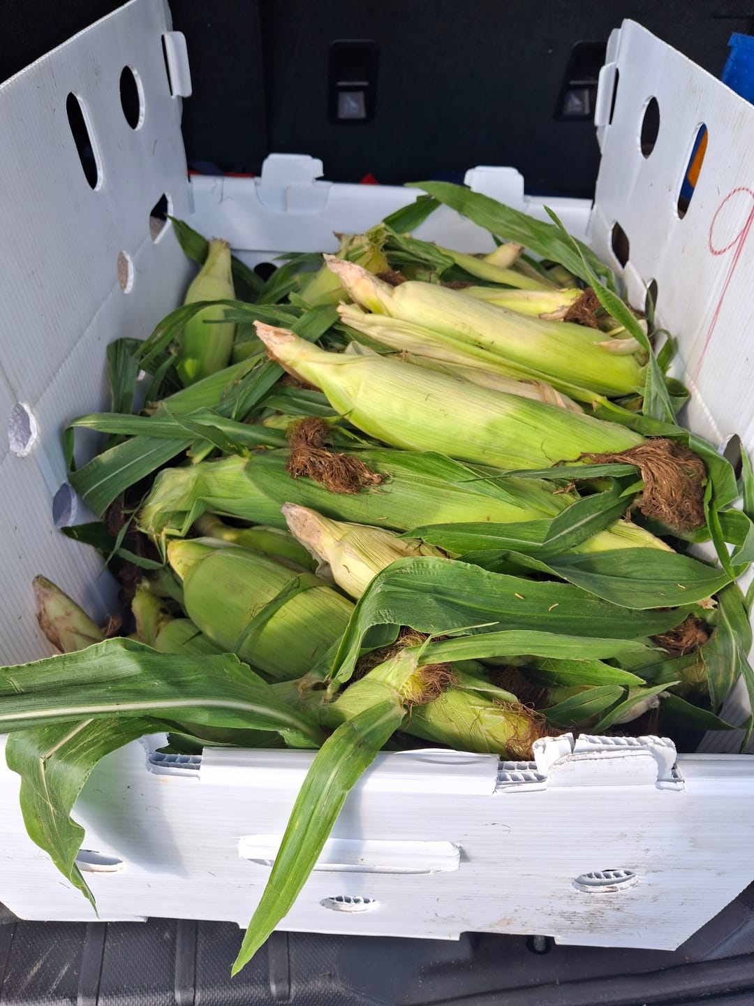 Customer photo review of Indiana Bicolor Sweetcorn (4 doz)