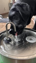 Customer photo review of Doggy FreshFlow™ Healthy Hydration 1