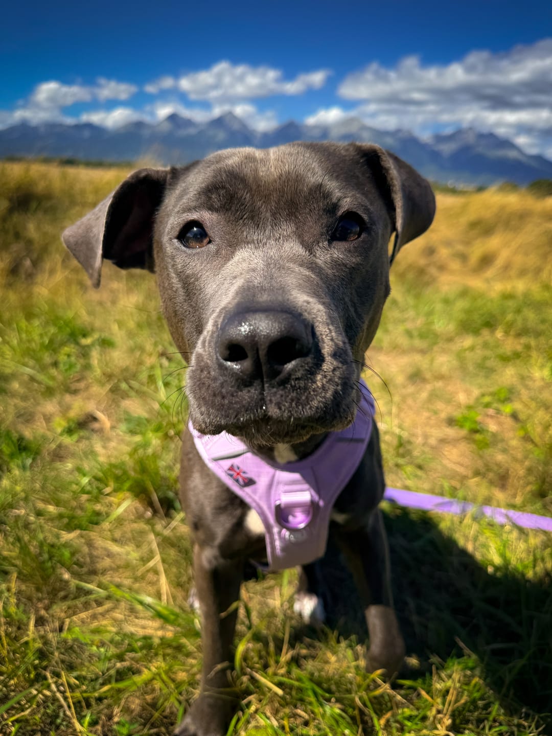 Customer photo review of 2.5cm Lighter Combat® Collar | With Handle & Secure Clip - Lavender X Ube
