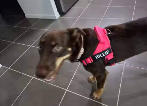 Customer photo review of DOGSPOKE™ RestEasy No Pull Dog Harness