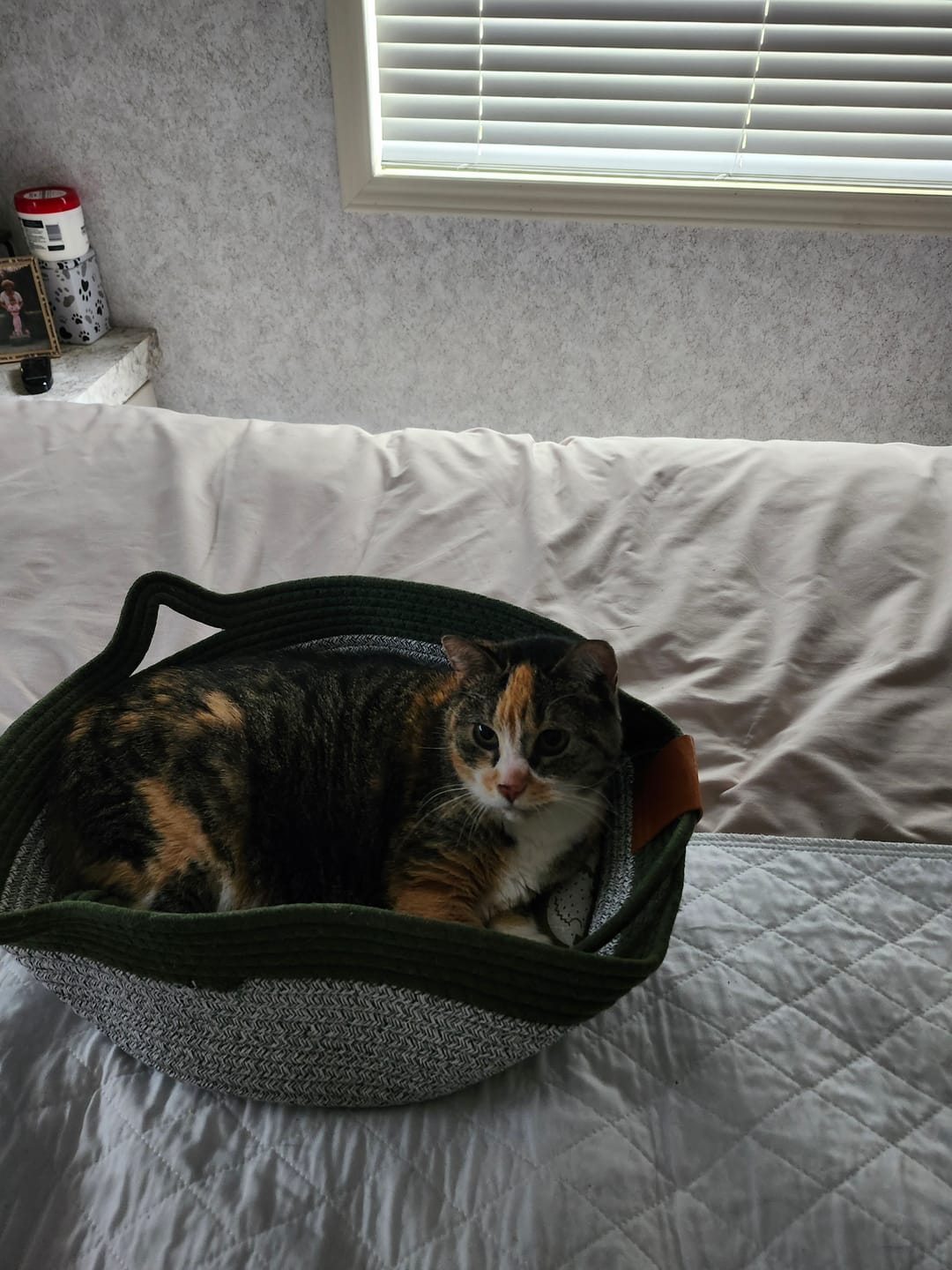 Customer photo review of Instinct Basket | Meet the first research-backed natural territory for indoor cats
