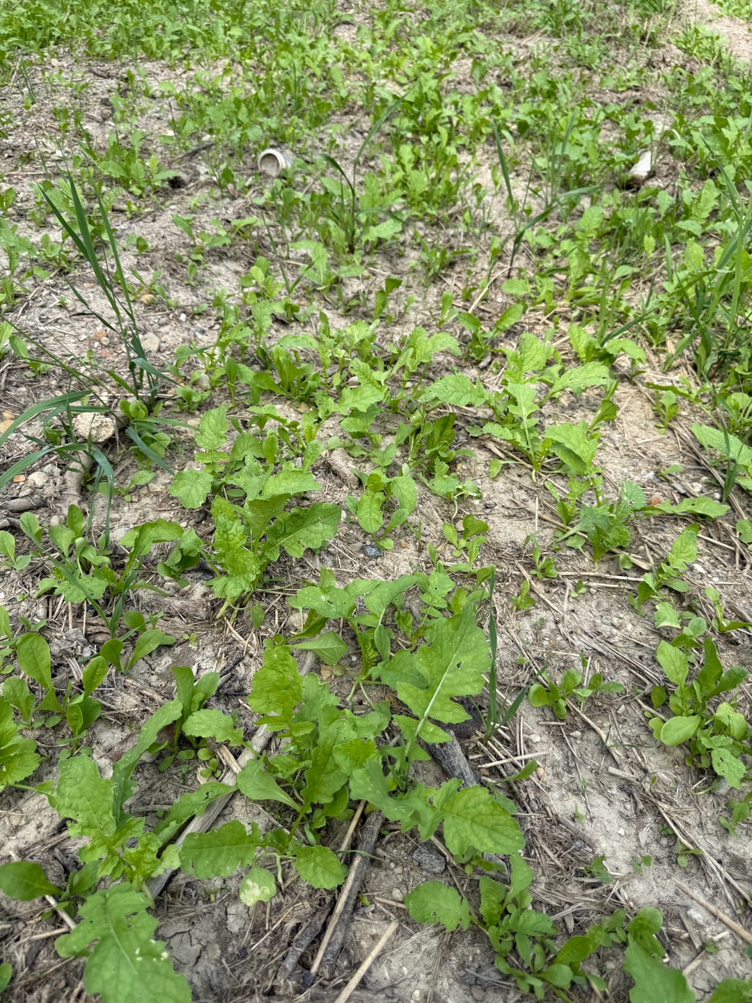 Customer photo review of No Till No Problem