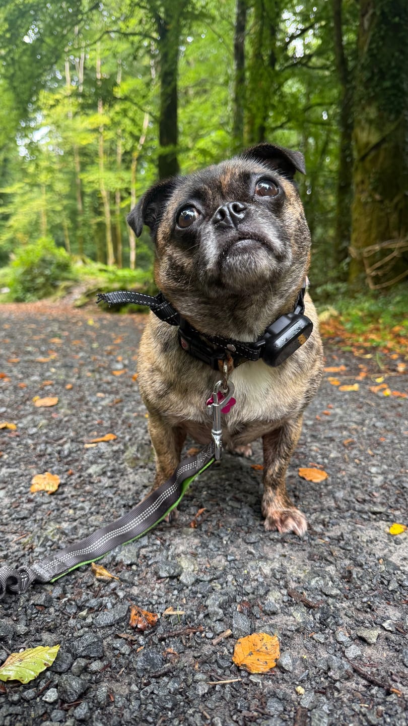 Customer photo review of Anti Bark Training Collar