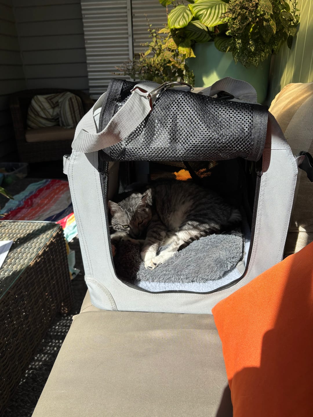 Customer photo review of Pets Gear Foldable Soft Pet Carrier