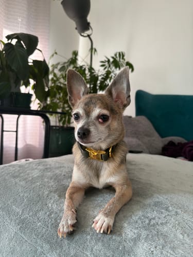 Customer photo review of Mystery Box - Dog