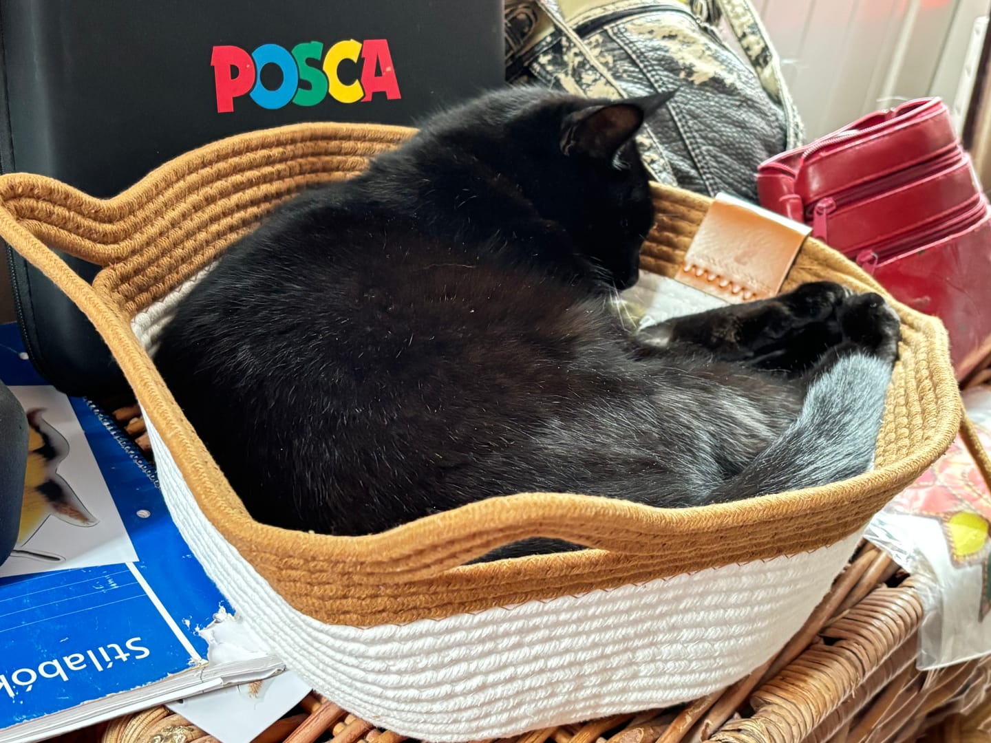 Customer photo review of Instinct Basket | Meet the first research-backed natural territory for indoor cats