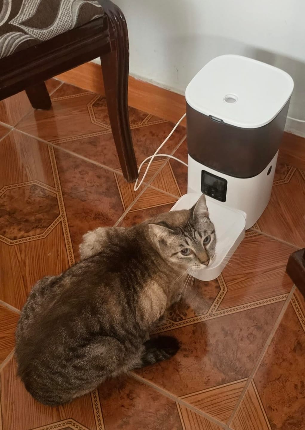 Customer photo review of Futterautomat FeedMate