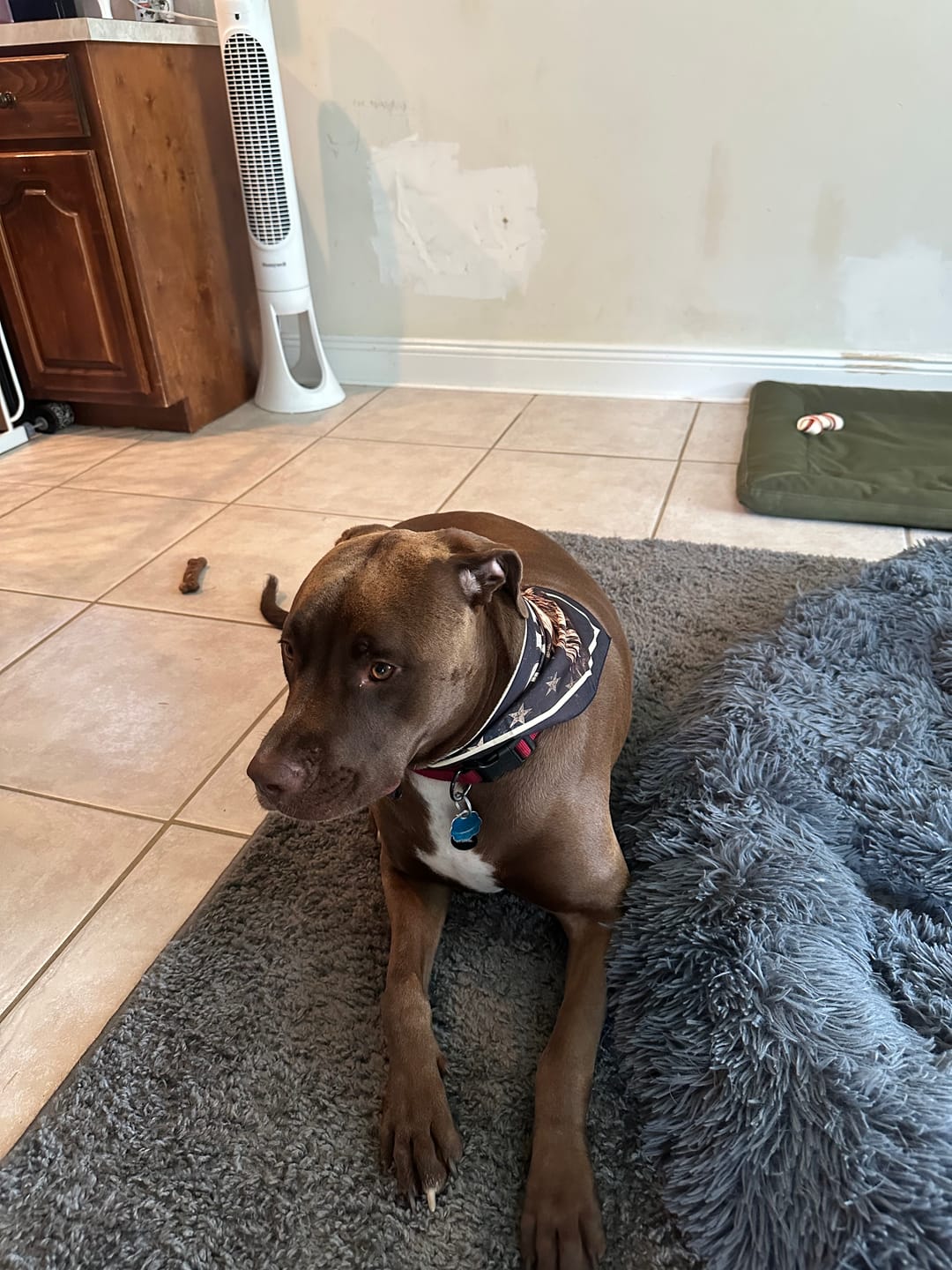 Customer photo review of Free Patriotic Dog Bandanas | Freedom Collection™