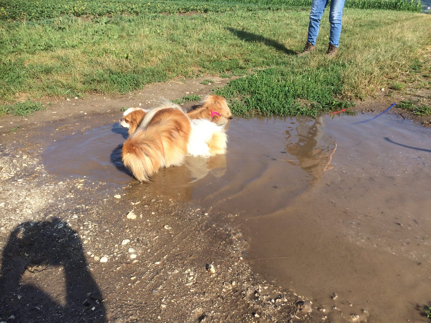 Customer photo review of Hundekekse - Kürbis-Huhn - 5.0 mg CBD