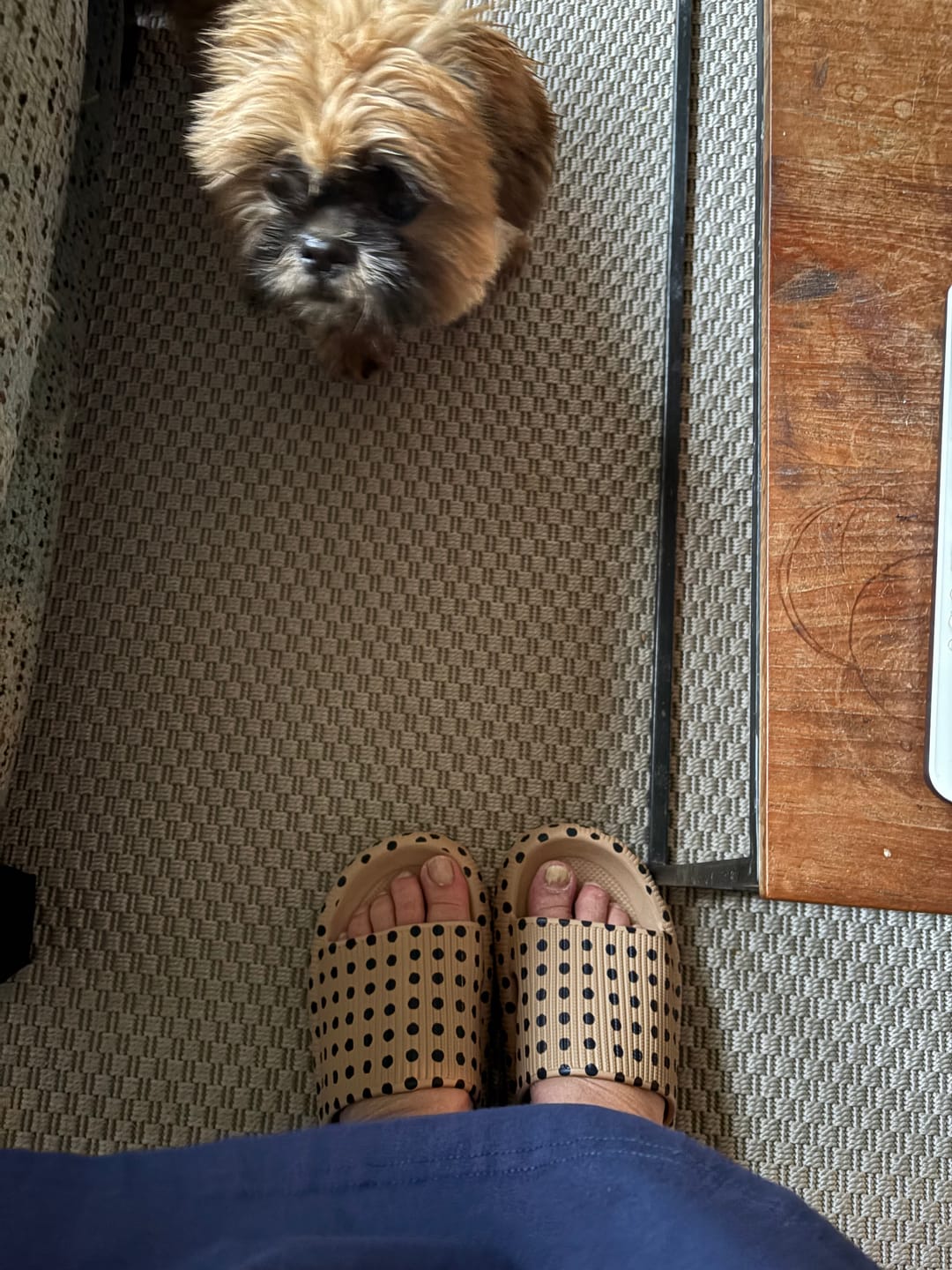 Customer photo review of HappyFlops Polkadots