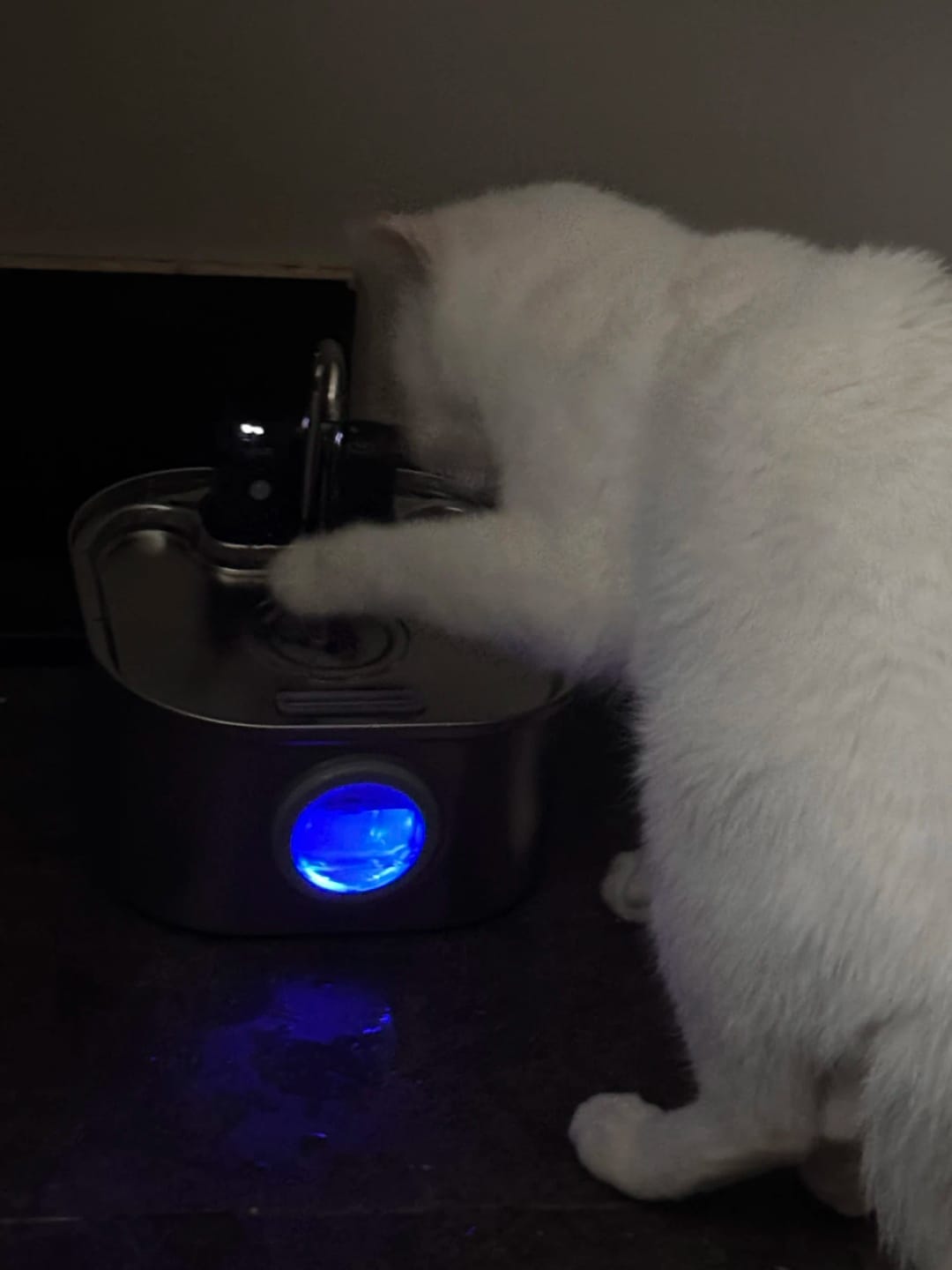 Customer photo review of 3.2L Pet Water Fountain – Wireless or Plug-In Options