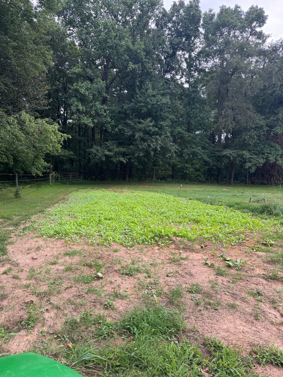 Customer photo review of Late Season Brassicas
