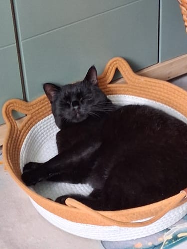 Customer's Fellnest Katzenkorb mit einem schlafenden schwarzen Kater darin.