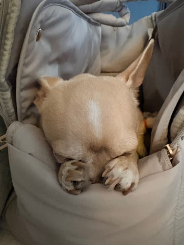 Customer's small dog sleeping comfortably inside the Hazelnut Puffer Carrier
