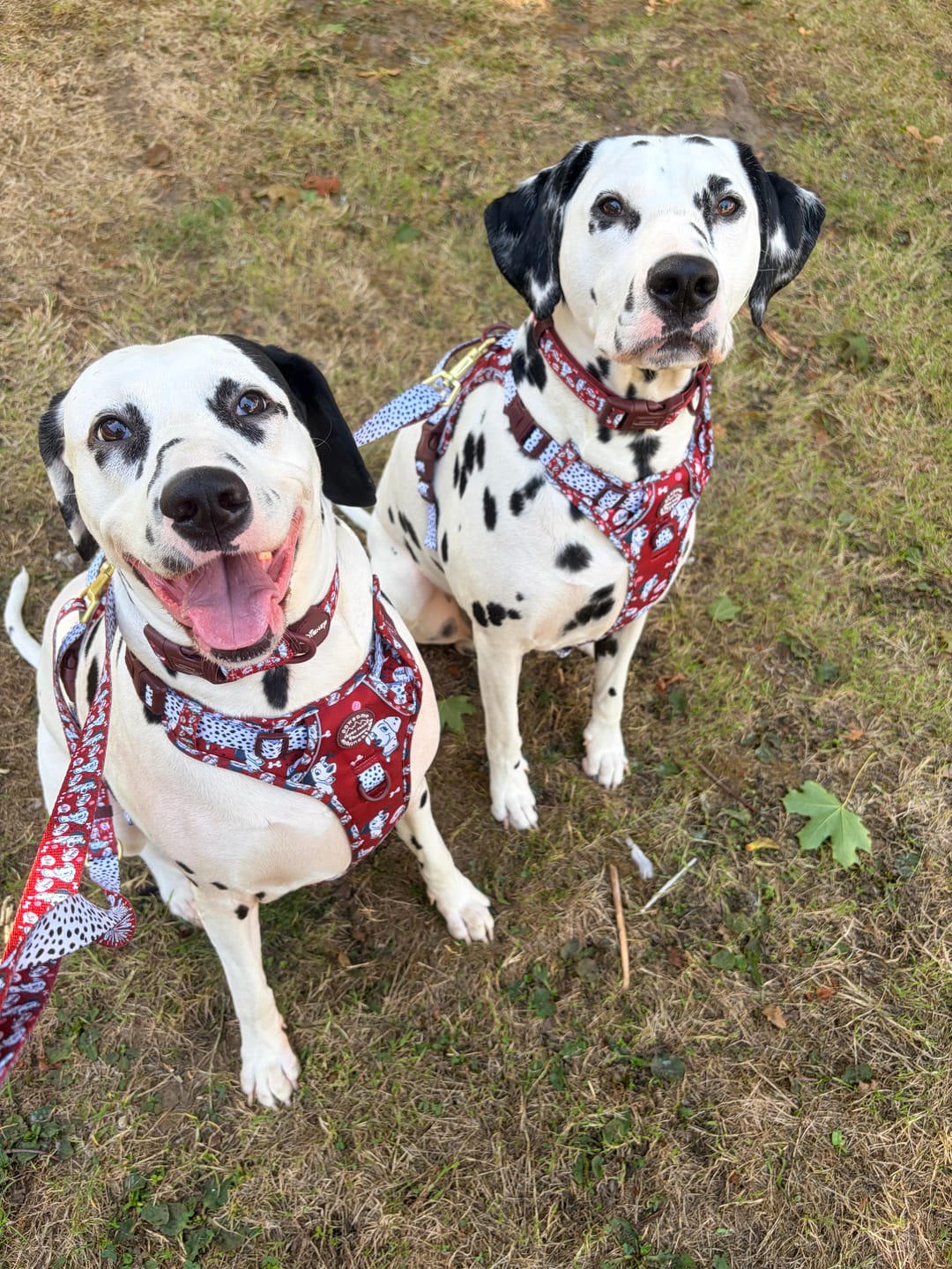 Customer photo review of Disney© Tough Trails™ Harness - 101 Dalmatians