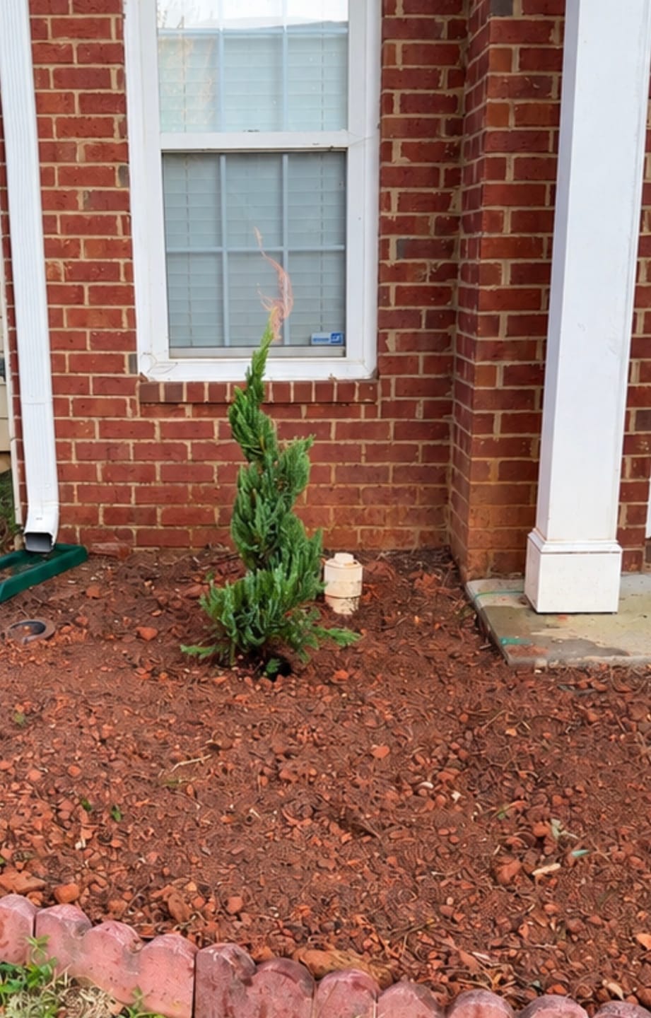 Customer photo review of Topiary Spiral Spartan Juniper