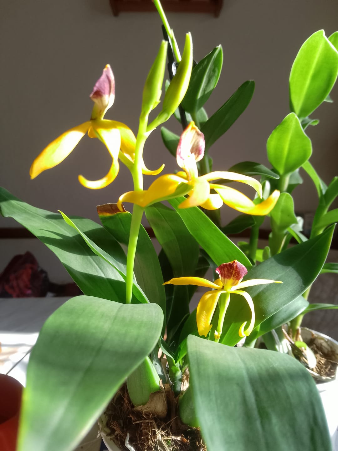 Customer photo review of Encyclia Jasper mit orange-gelben Blüten und 1+ Rispen