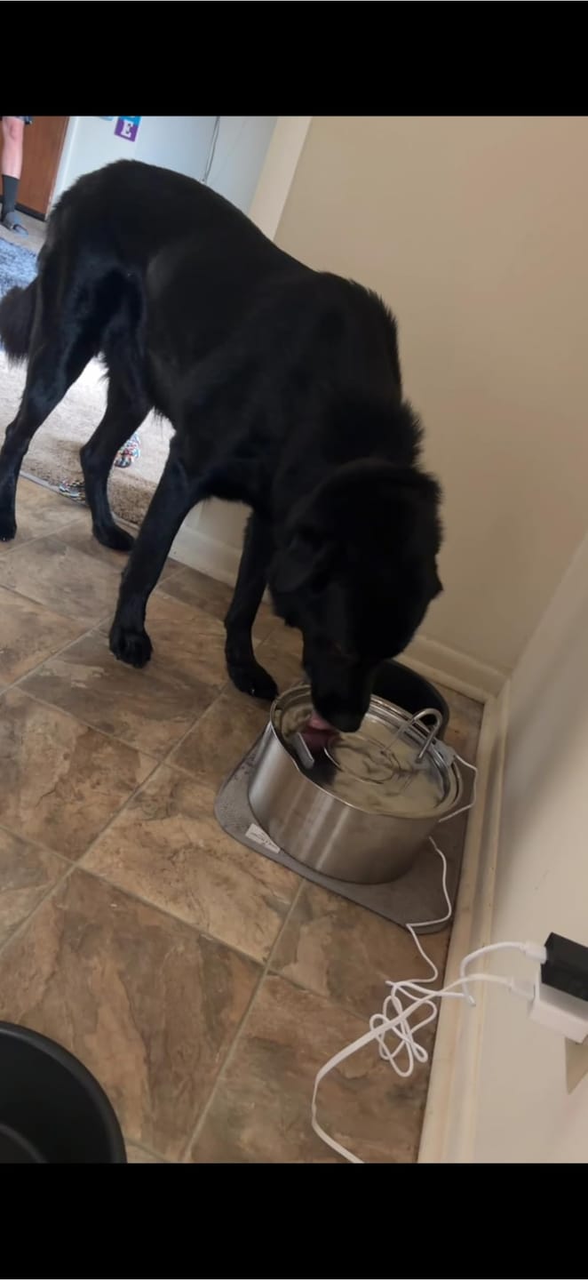 Customer photo review of Doggy FreshFlow™ Healthy Hydration 1