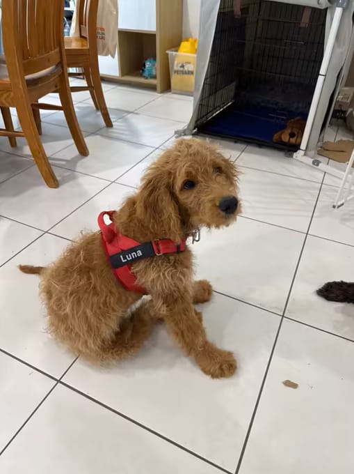 Customer photo review of DOGSPOKE™ RestEasy No Pull Dog Harness
