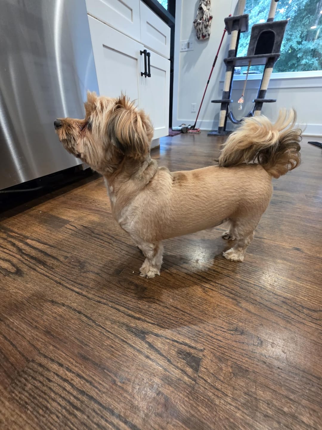 Customer photo review of Tierhaarschneider TrimEase