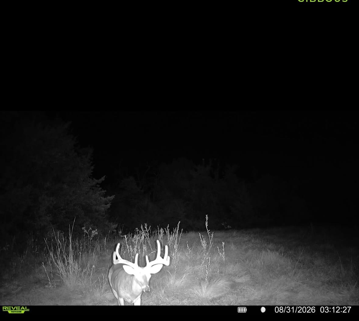 Customer photo review of 2-Pack TACTACAM REVEAL X Gen 3.0 Cellular Trail Camera Advanced Hunting Technology