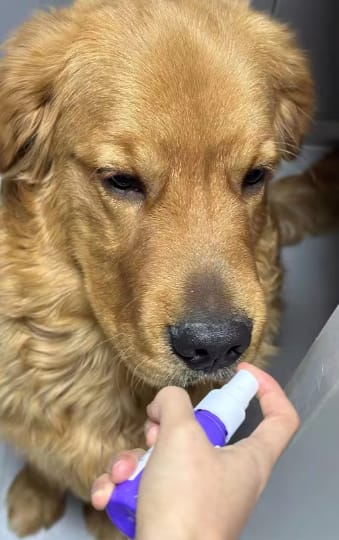 Customer photo review of Spray Dental Para Perros y Gatos