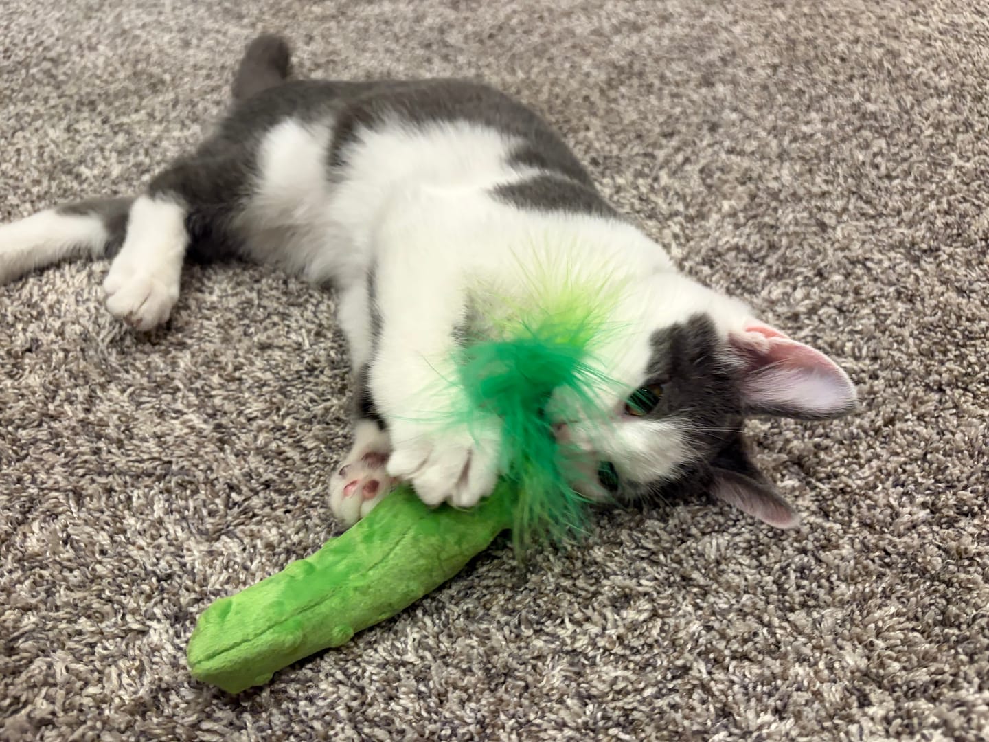 Customer photo review of Huxley & Kent - Cat Toy Pickle Kicker