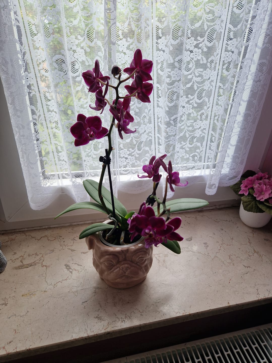 Customer photo review of Table Dance Aliyah Black mit dunkelroten Blüten und 2+ Rispen