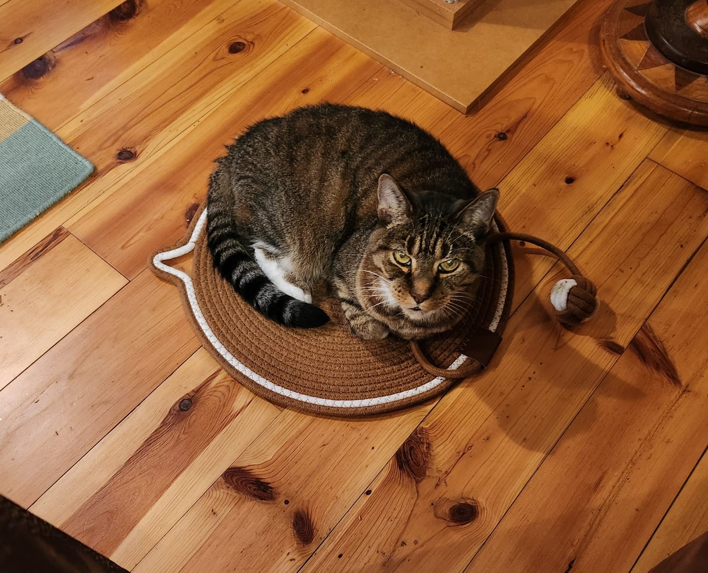 Customer photo review of Instinct Mat | The Scratching Mat Her Biology Actually Recognizes (NEW)