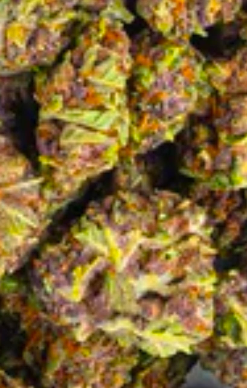 Customer photo review of LITTLES BRAND - Strawberry Gelato - 28 Grams Littles - Hybrid