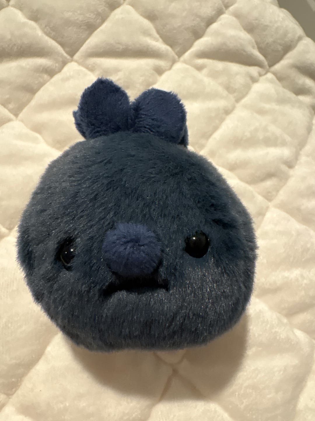 Customer photo review of Forgotten Single Blueberry
