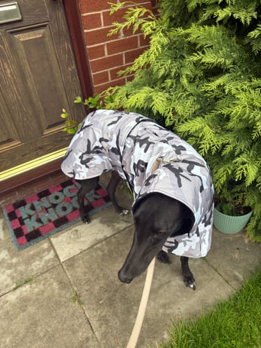 Customer photo review of Camouflage Felton - Sighthound Coat with Underbelly and Harness Hole