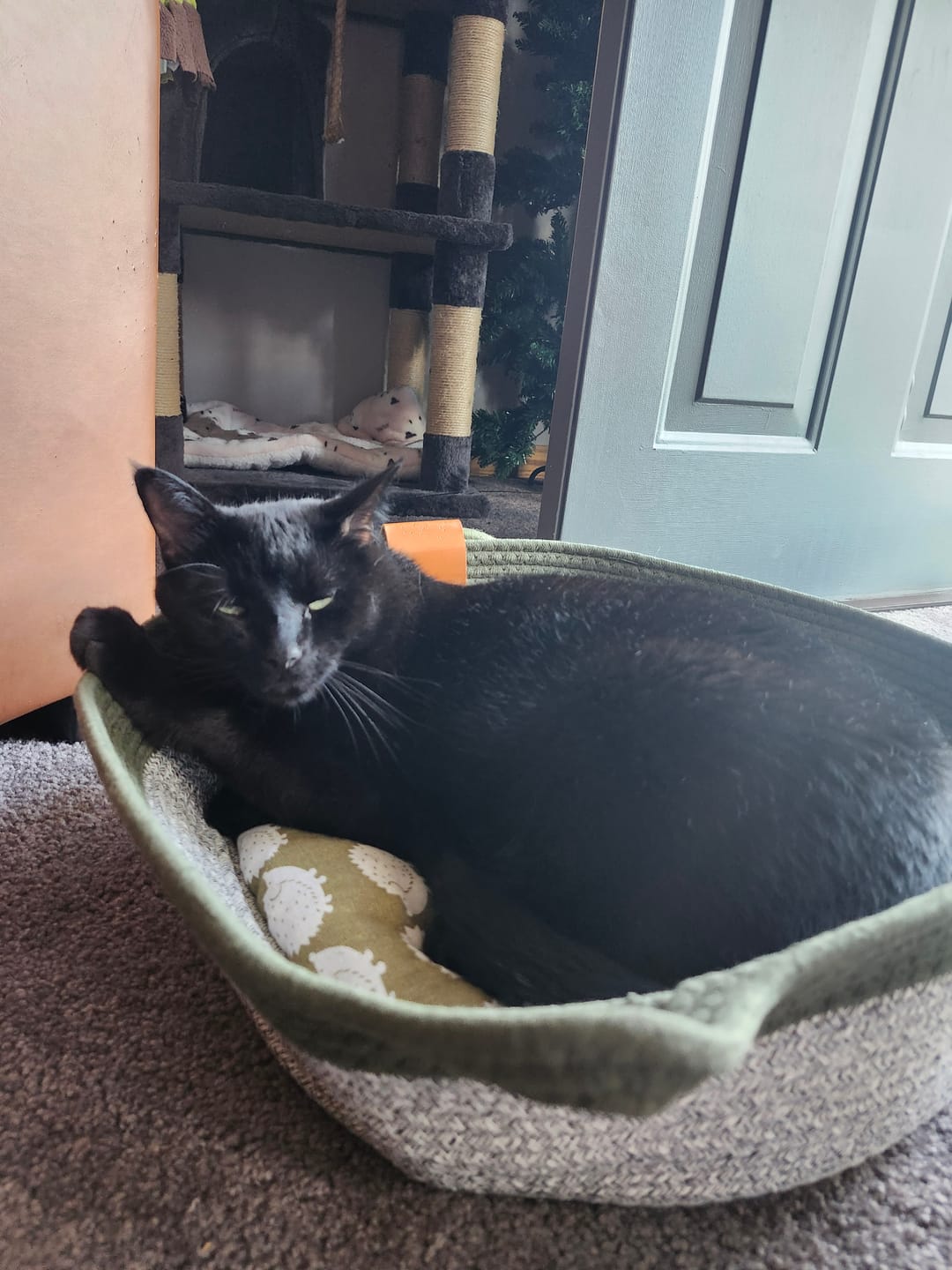 Customer photo review of Instinct Basket | Meet the first research-backed natural territory for indoor cats
