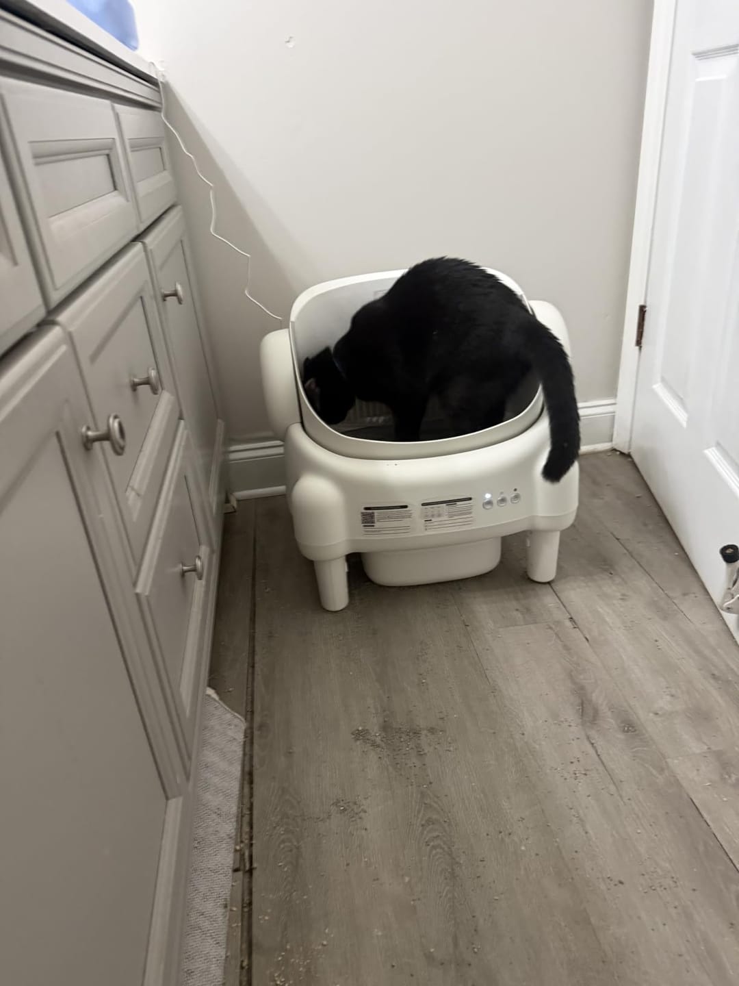 Customer photo review of CleanPaw Katzenklo Automatisch