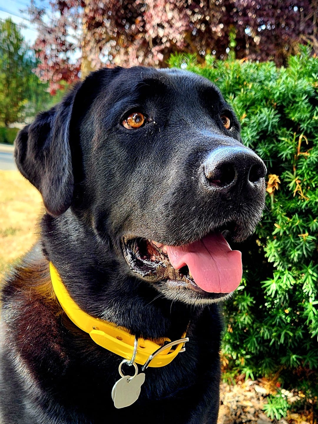 Customer photo review of Canary - Classic Biothane Dog Collar
