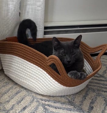 Customer photo review of Instinct Basket | Meet the first research-backed natural territory for indoor cats