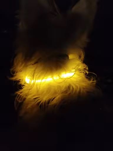 Customer photo review of BrightBuddy – Ein Klick, der sichtbar macht – für Spaziergänge, bei denen du entspannt bleibst