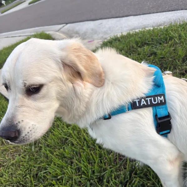 Customer photo review of DOGSPOKE™ RestEasy No Pull Dog Harness