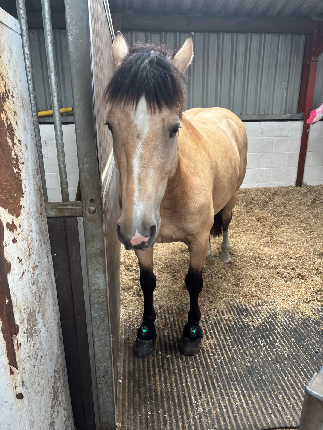 Customer photo review of HorseHalo™ HaloLegs Mini